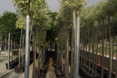 Ligustrum excelsum superbum 